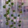 Peperomia prostrata Plant – String of Hearts Vine in 2.5" Pot – Indoor Houseplant