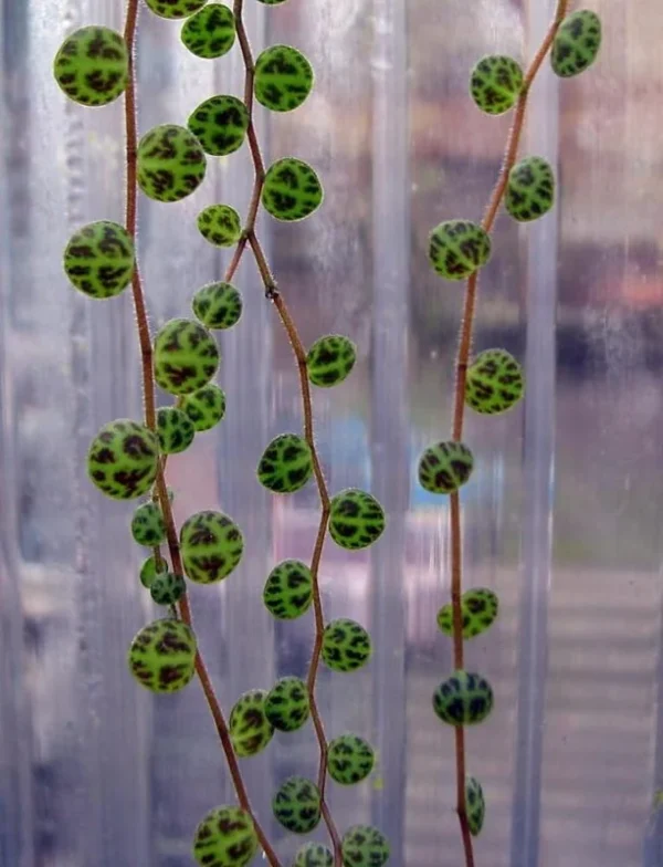 Peperomia prostrata Plant – String of Hearts Vine in 2.5" Pot – Indoor Houseplant