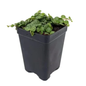 Peperomia prostrata Plant – String of Hearts Vine in 2.5