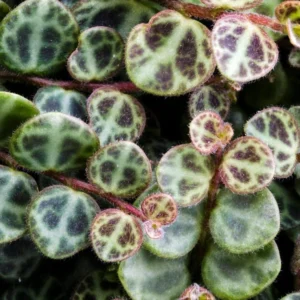 Peperomia prostrata Plant – String of Hearts Vine in 2.5