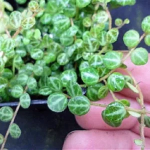 Peperomia prostrata Plant – String of Hearts Vine in 2.5