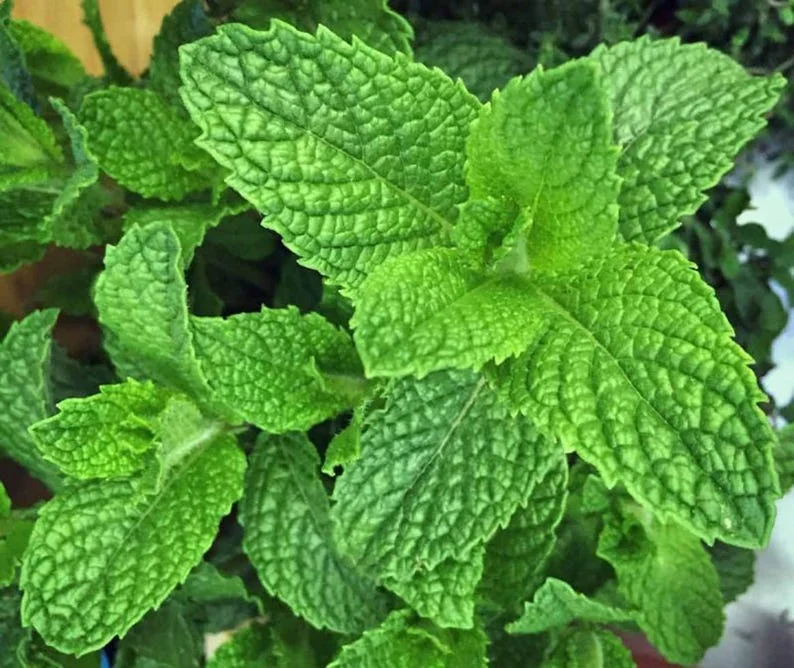 Peppermint Herb Plant - 5" Height, Fresh & Fragrant, 3.5" Pot