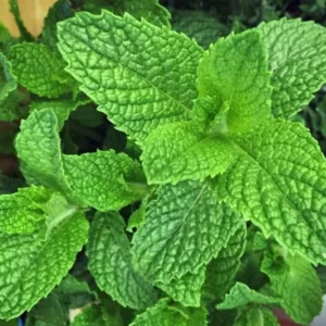 Peppermint Herb Plant - 5" Height, Fresh & Fragrant, 3.5" Pot