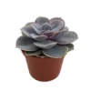 Perle von Nurnberg Desert Rose Succulent - Echeveria - 2.5" Pot, Pink-Tinted Leaves