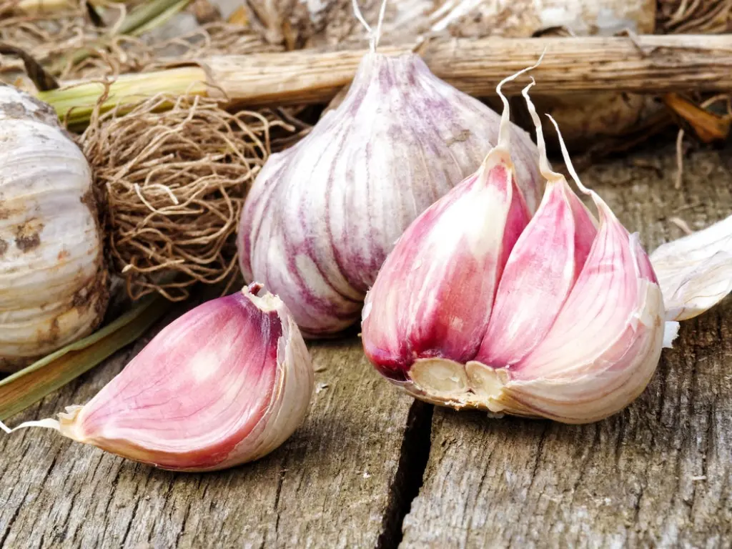 Persian Star Garlic