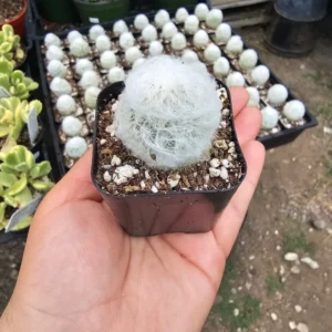 Peruvian Old Lady Cactus - Espostoa melanostele - 4in Fuzzy Cactus