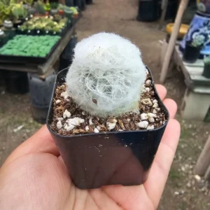 Peruvian Old Lady Cactus - Espostoa melanostele - 4in Fuzzy Cactus