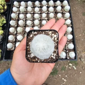 Peruvian Old Lady Cactus - Espostoa melanostele - 4in Fuzzy Cactus