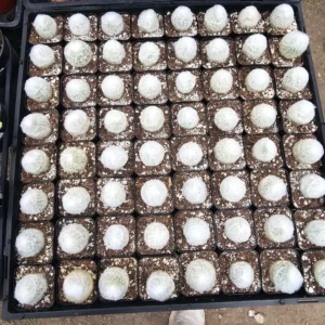 Peruvian Old Lady Cactus - Espostoa melanostele - 4in Fuzzy Cactus