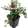 Peter Pan Ivy Plant – 2.5" Pot for Fairy Garden, Terrarium, Indoor Décor