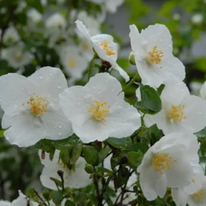 Philadelphus Sweet Mockorange Bare-root - 12-18 Inch Tall - Fragrant Flowering Shrub - Buy One Get One Free