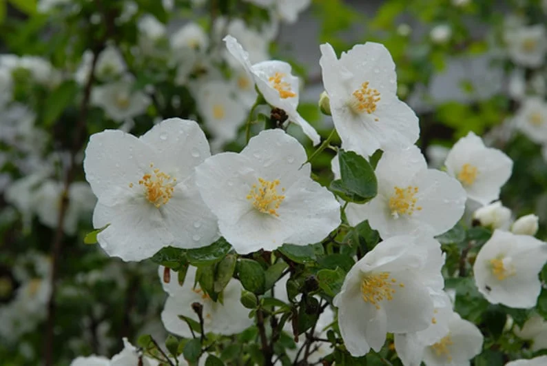 Philadelphus Sweet Mockorange Bare-root - 12-18 Inch Tall - Fragrant Flowering Shrub - Buy One Get One Free