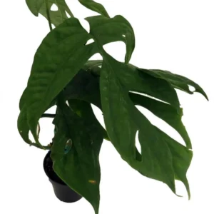 Philodendron Amydrium Medium-Spiderman Monstera Plant – 3 Inch Pot Live