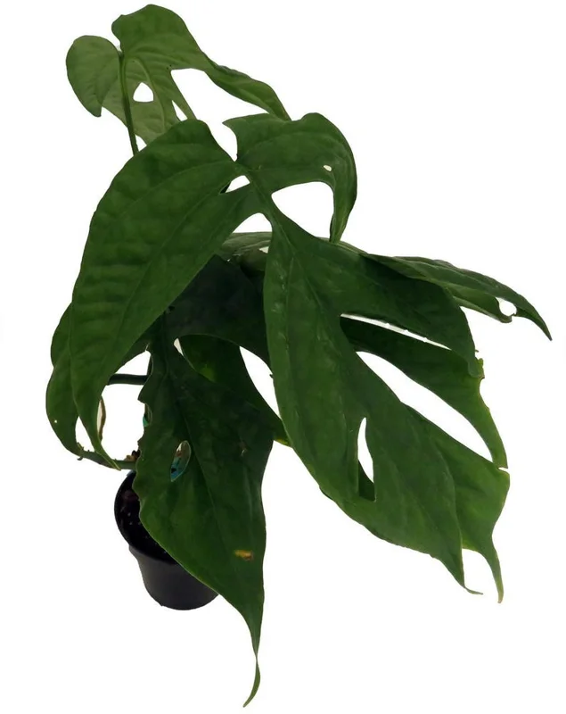 Philodendron Amydrium Medium-Spiderman Monstera Plant – 3 Inch Pot Live