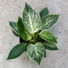 Philodendron Birkin Variegated Plant - 4-inch Potted Indoor Houseplant
