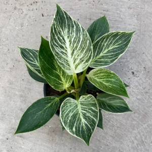 Philodendron Birkin Variegated Plant - 4-inch Potted Indoor Houseplant