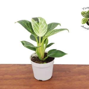 Philodendron Birkin Variegated Plant - 4-inch Potted Indoor Houseplant