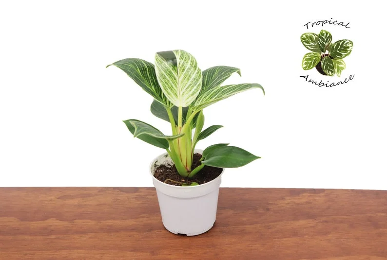 Philodendron Birkin Variegated Plant - 4-inch Potted Indoor Houseplant