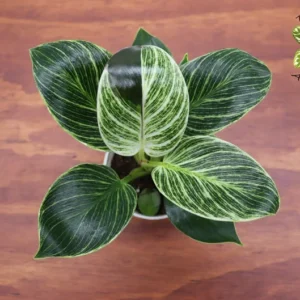 Philodendron Birkin Variegated Plant - 4-inch Potted Indoor Houseplant