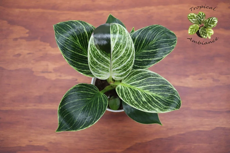 Philodendron Birkin Variegated Plant - 4-inch Potted Indoor Houseplant