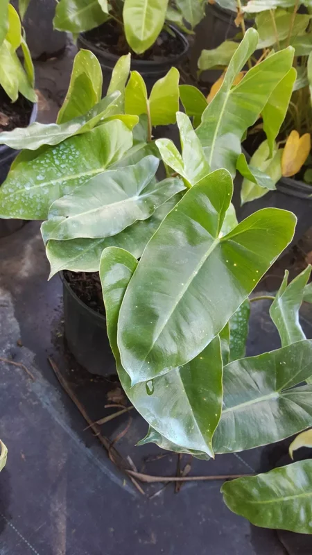 Philodendron Burle Marx Cutting, 5 to 7 Inches Tall, Tropical Evergreen, Live Plant