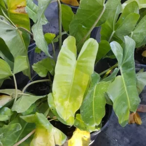 Philodendron Burle Marx Cutting, 5 to 7 Inches Tall, Tropical Evergreen, Live Plant