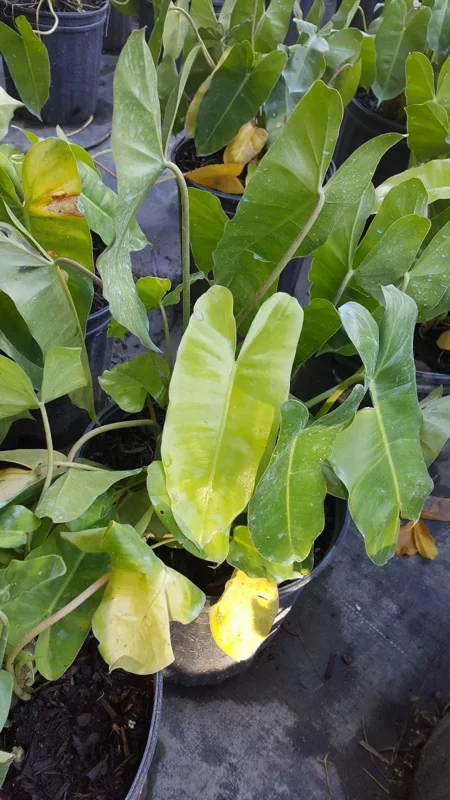Philodendron Burle Marx Cutting, 5 to 7 Inches Tall, Tropical Evergreen, Live Plant