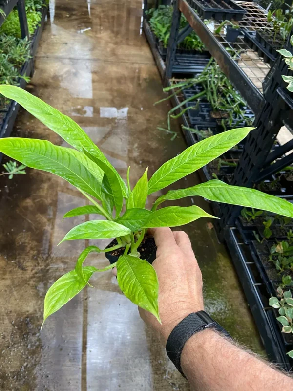 Philodendron Campii Lynette Live Plant 7-8" Green Heart-Shaped Leaves