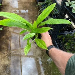 Philodendron Campii Lynette Live Plant 7-8