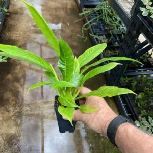 Philodendron Campii Lynette Live Plant 7-8