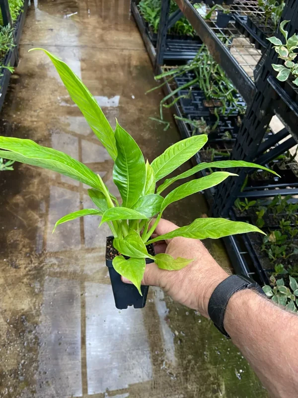 Philodendron Campii Lynette Live Plant 7-8" Green Heart-Shaped Leaves