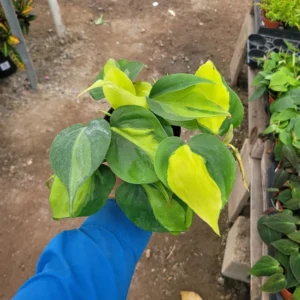 Philodendron Cordatum Brasil in 4 Inch Pot - Chartruse Variegated Foliage, Easy to Care Plant, Live Indoor Houseplant for Home