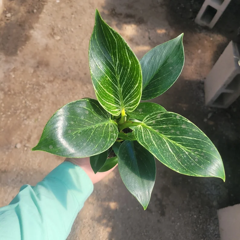 Philodendron Cordatum Brasil in 4 Inch Pot - Stunning Vining House Plant - Easy Care