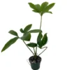 Philodendron Goeldii Finger Leaf - 4" Pot, Star-Shaped Leaves, Indoor Plant