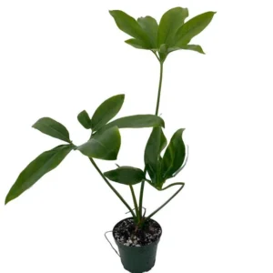 Philodendron Goeldii Finger Leaf - 4