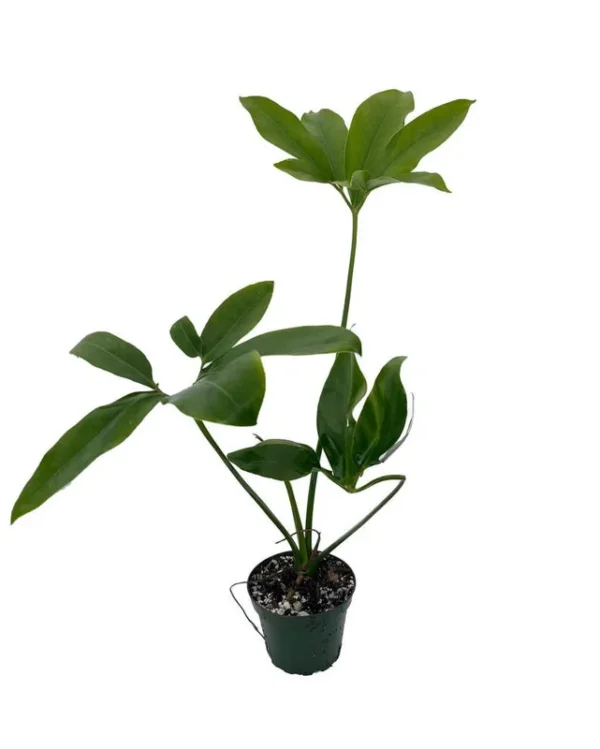 Philodendron Goeldii Finger Leaf - 4" Pot, Star-Shaped Leaves, Indoor Plant
