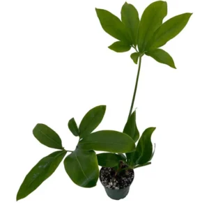 Philodendron Goeldii Finger Leaf - 4