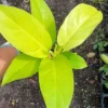 Philodendron Golden Goddess Lemon Lime - Neon Green Live Plant 4"