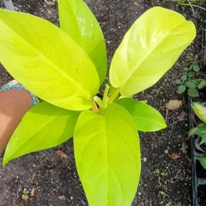 Philodendron Golden Goddess Lemon Lime - Neon Green Live Plant 4"