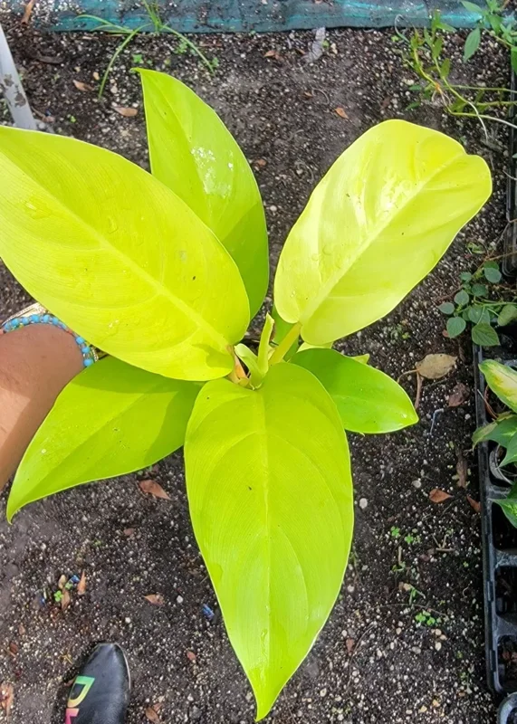 Philodendron Golden Goddess Lemon Lime - Neon Green Live Plant 4"