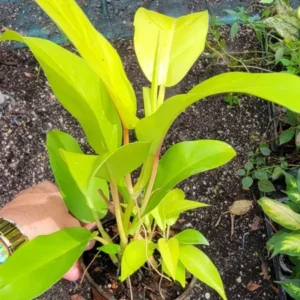 Philodendron Golden Goddess Lemon Lime - Neon Green Live Plant 4"