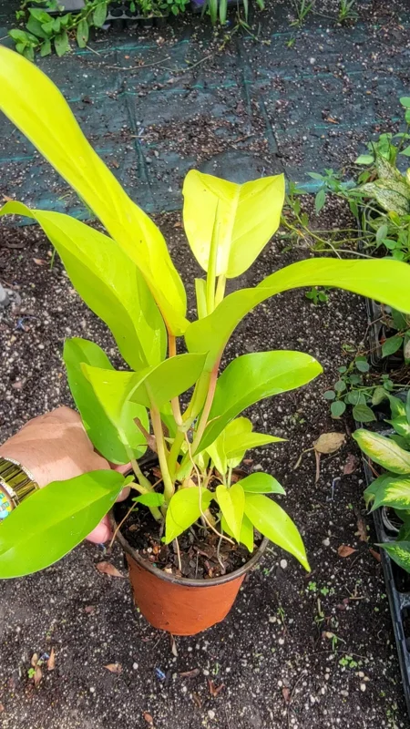 Philodendron Golden Goddess Lemon Lime - Neon Green Live Plant 4"