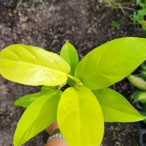 Philodendron Golden Goddess Lemon Lime - Neon Green Live Plant 4