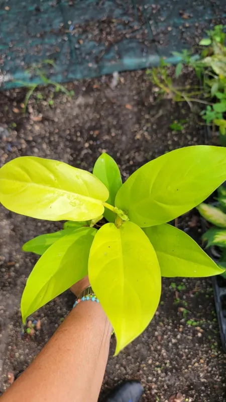 Philodendron Golden Goddess Lemon Lime - Neon Green Live Plant 4"
