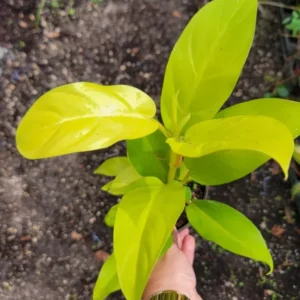 Philodendron Golden Goddess Lemon Lime - Neon Green Live Plant 4