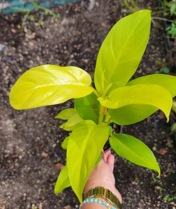 Philodendron Golden Goddess Lemon Lime - Neon Green Live Plant 4"