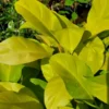 Philodendron Golden Goddess Neon Vine Tropical Houseplant Aroid 7" Cutting