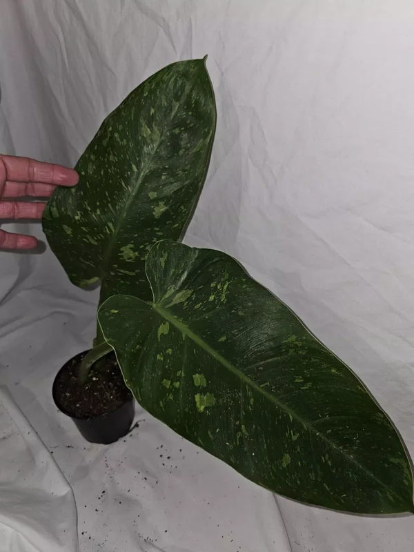 Philodendron Jose Buono - Live Plant, Variegated, 4-Inch Pot, Potted