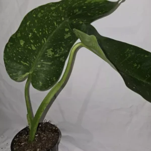 Philodendron Jose Buono - Live Plant, Variegated, 4-Inch Pot, Potted