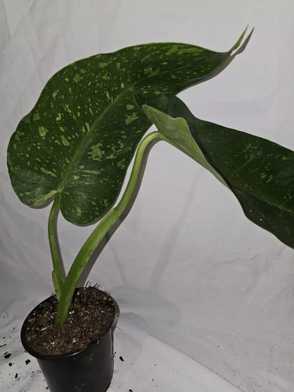 Philodendron Jose Buono - Live Plant, Variegated, 4-Inch Pot, Potted